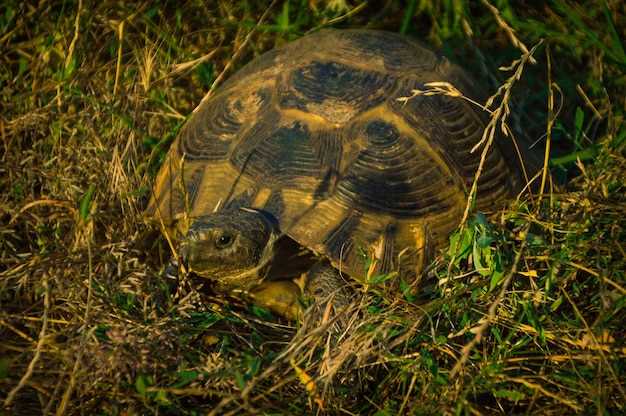 Hydrochlorothiazide: