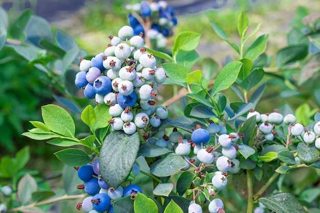 Potential Side Effects of Mirtazapine