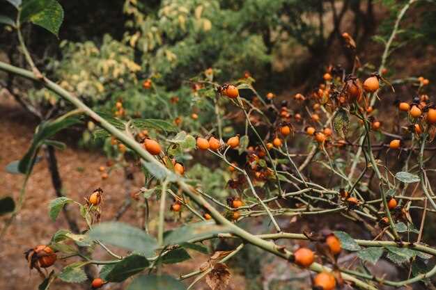 Storage Instructions: