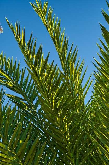 The advantages of saw palmetto