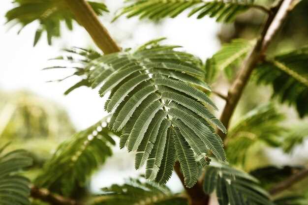 The advantages of saw palmetto