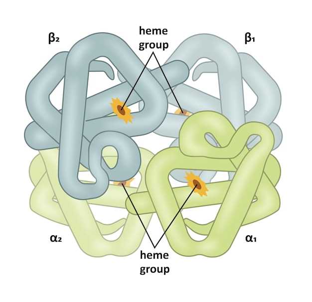 Benefits of Zoloft and Spironolactone